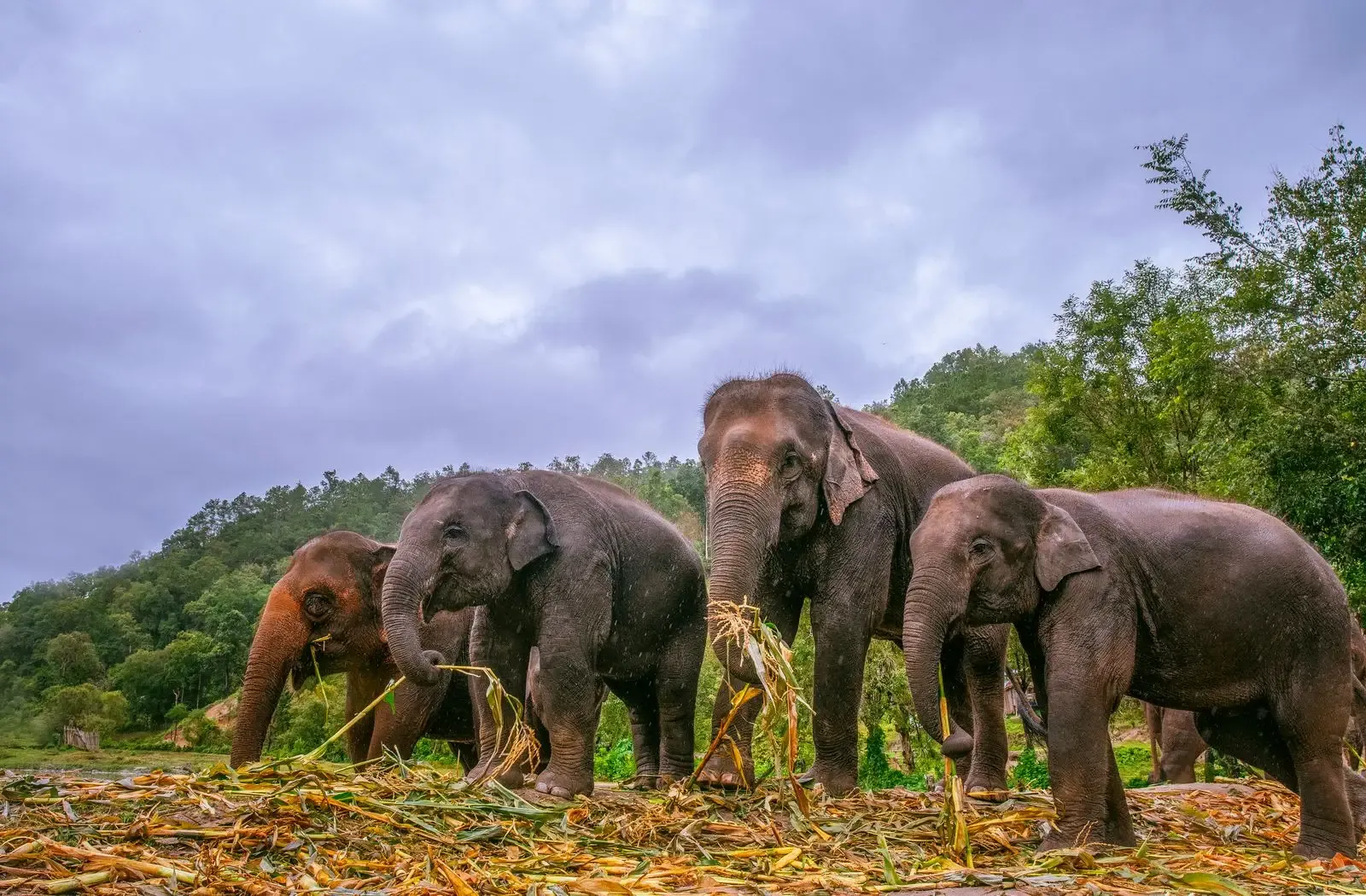 Four elephants eating cut grass with cloudy hills behind