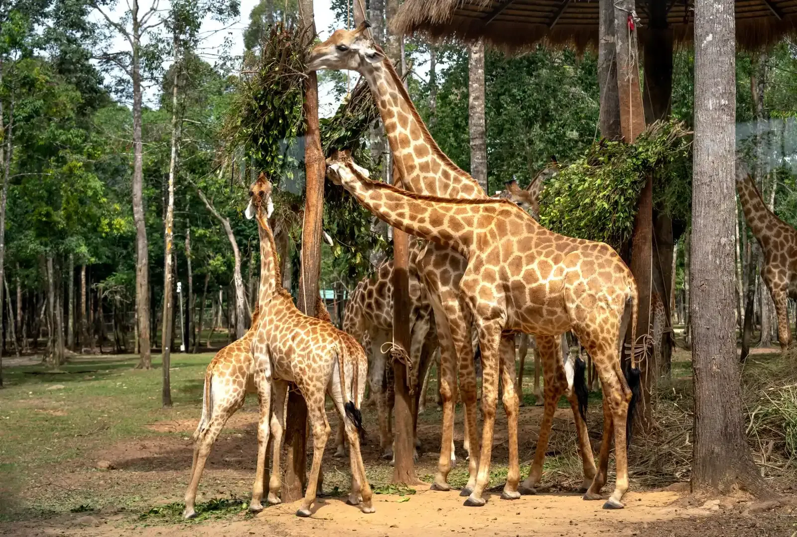 Giraffes eating leaves hung under a thatched feeding shelter