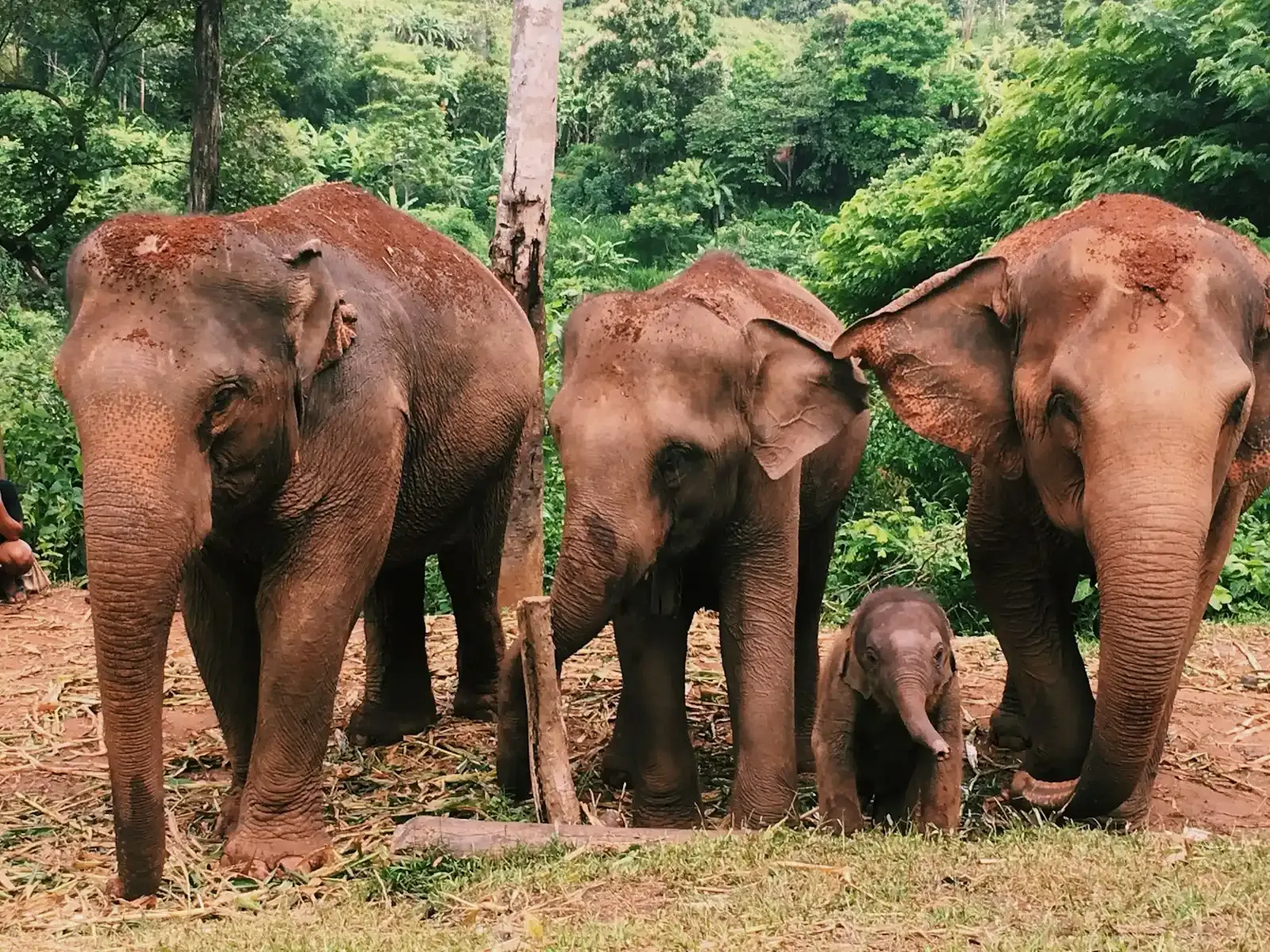 Three adult elephants and a calf on a dirt clearing by the forest