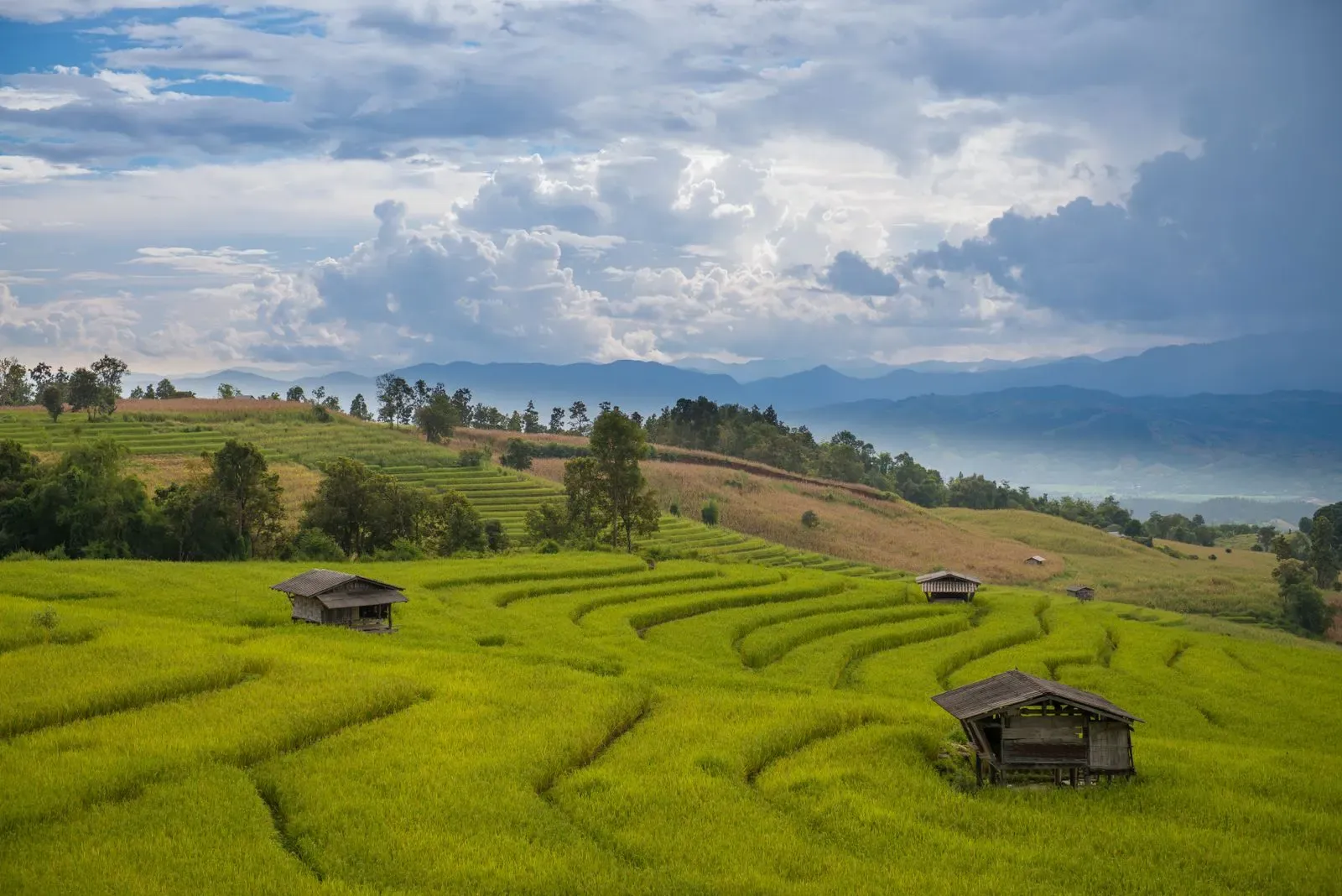 Green terraced rice fields with huts in Chiang Mai