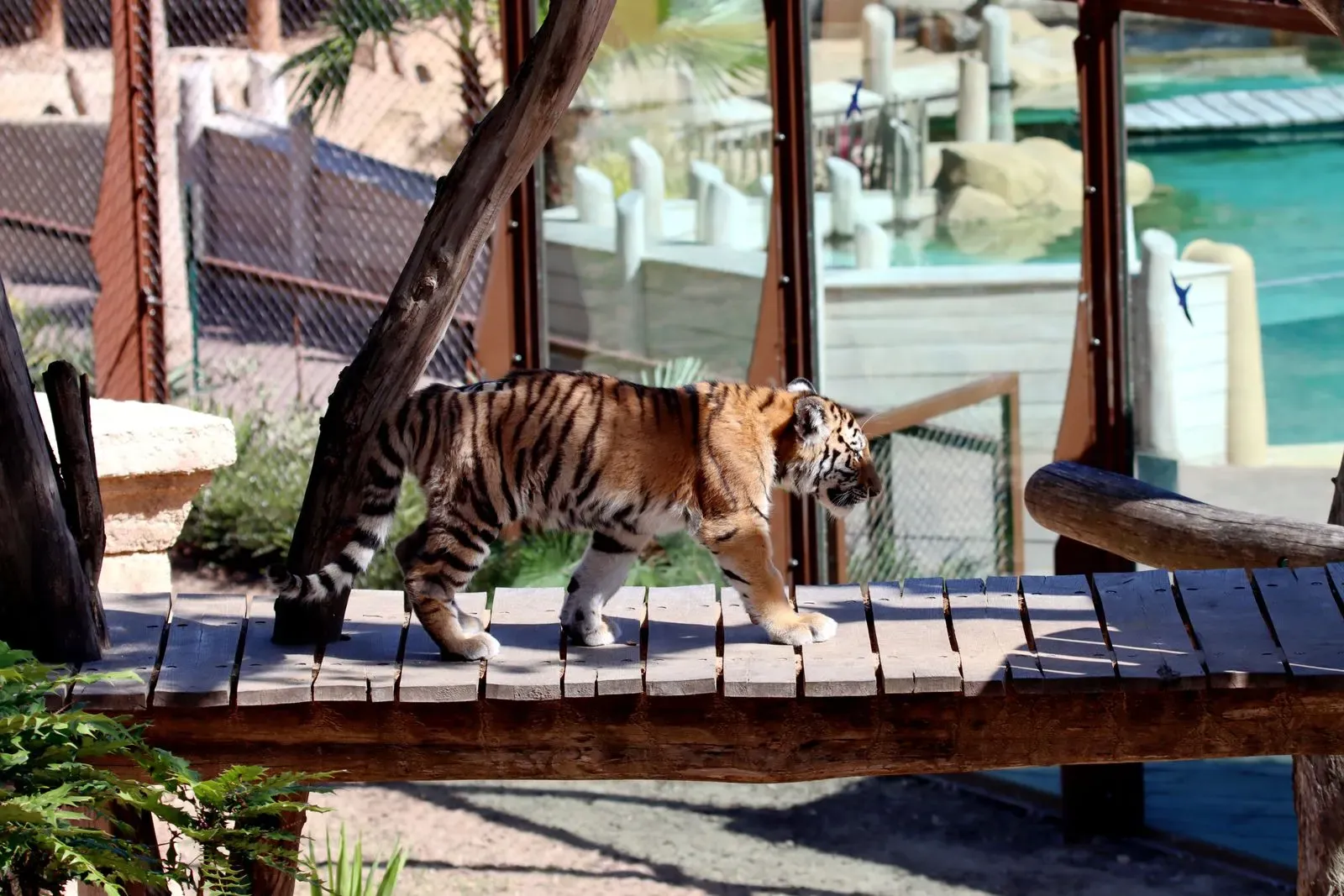 A Bengal tiger walking along a wooden boardwalk in its enclosure