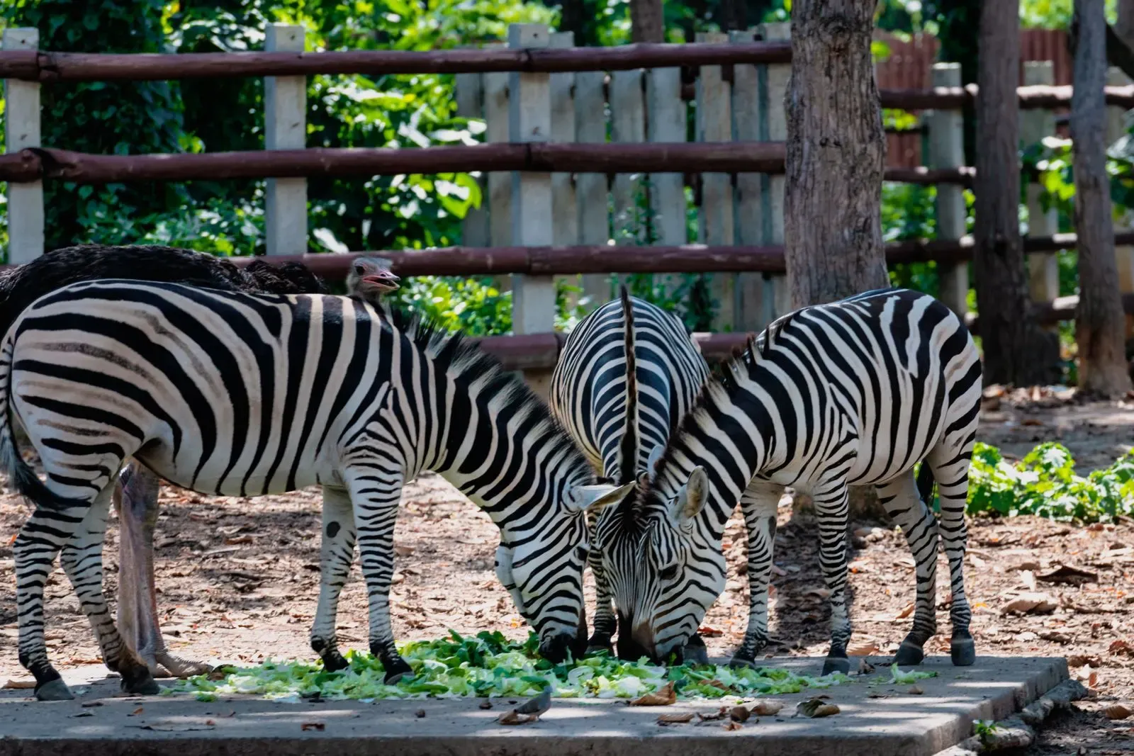 Three zebras eating fodder beside a wooden fence