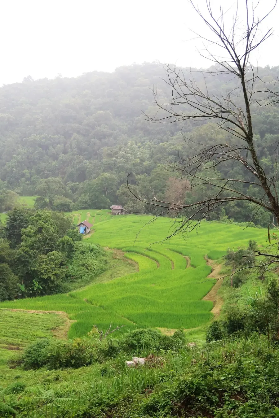 Green terraced rice paddies with misty hills on Doi Inthanon