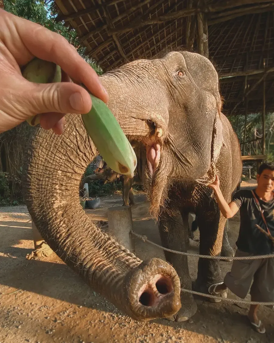 A hand feeding a banana to an elephant
