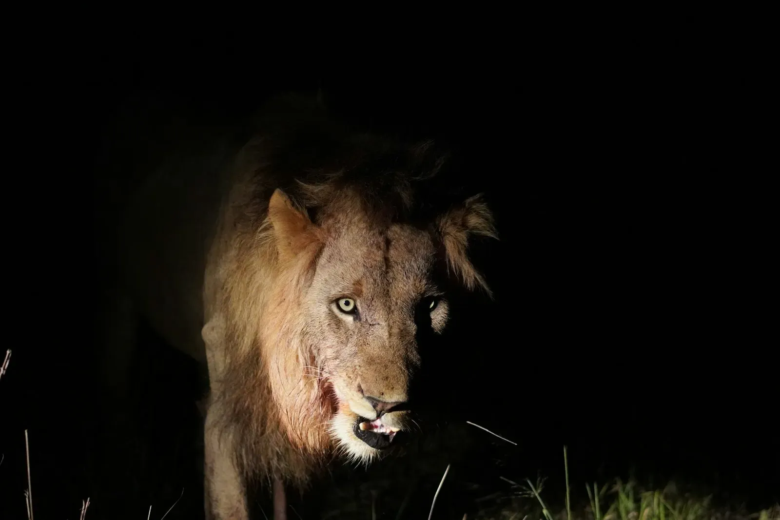 A lion lit by a spotlight against the night