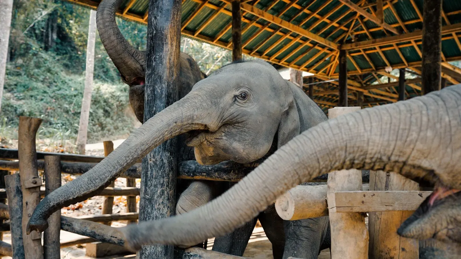 Two elephants reaching their trunks over a log fence under a shelter