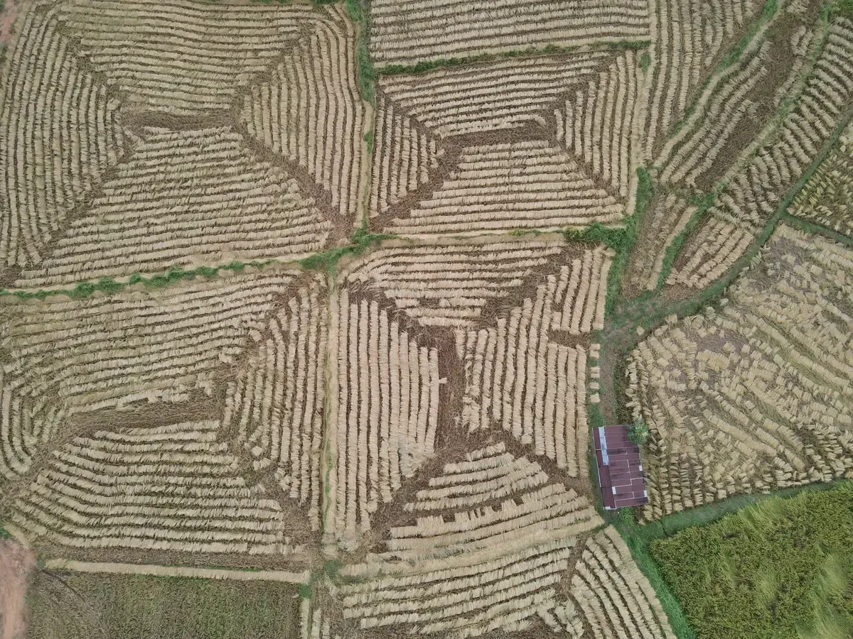 Drone view straight down on harvested rice paddies in Nan, northern Thailand