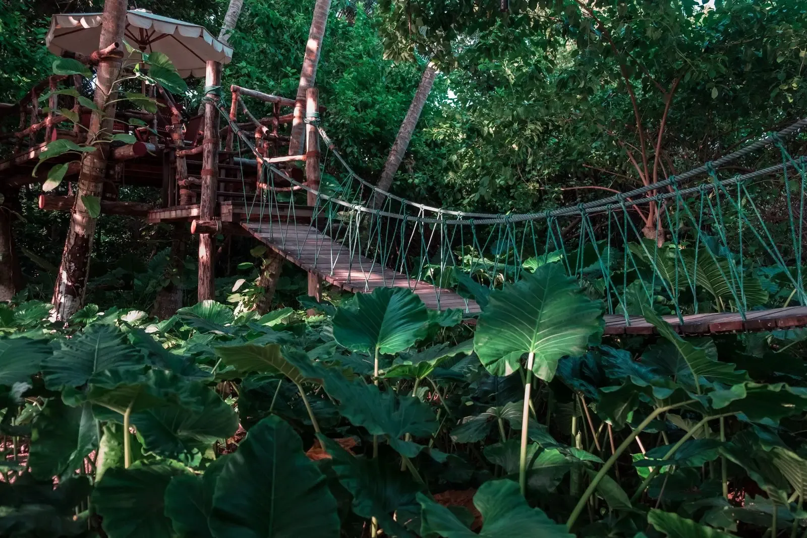 สะพานเชือกทอดออกจากแท่นบ้านต้นไม้