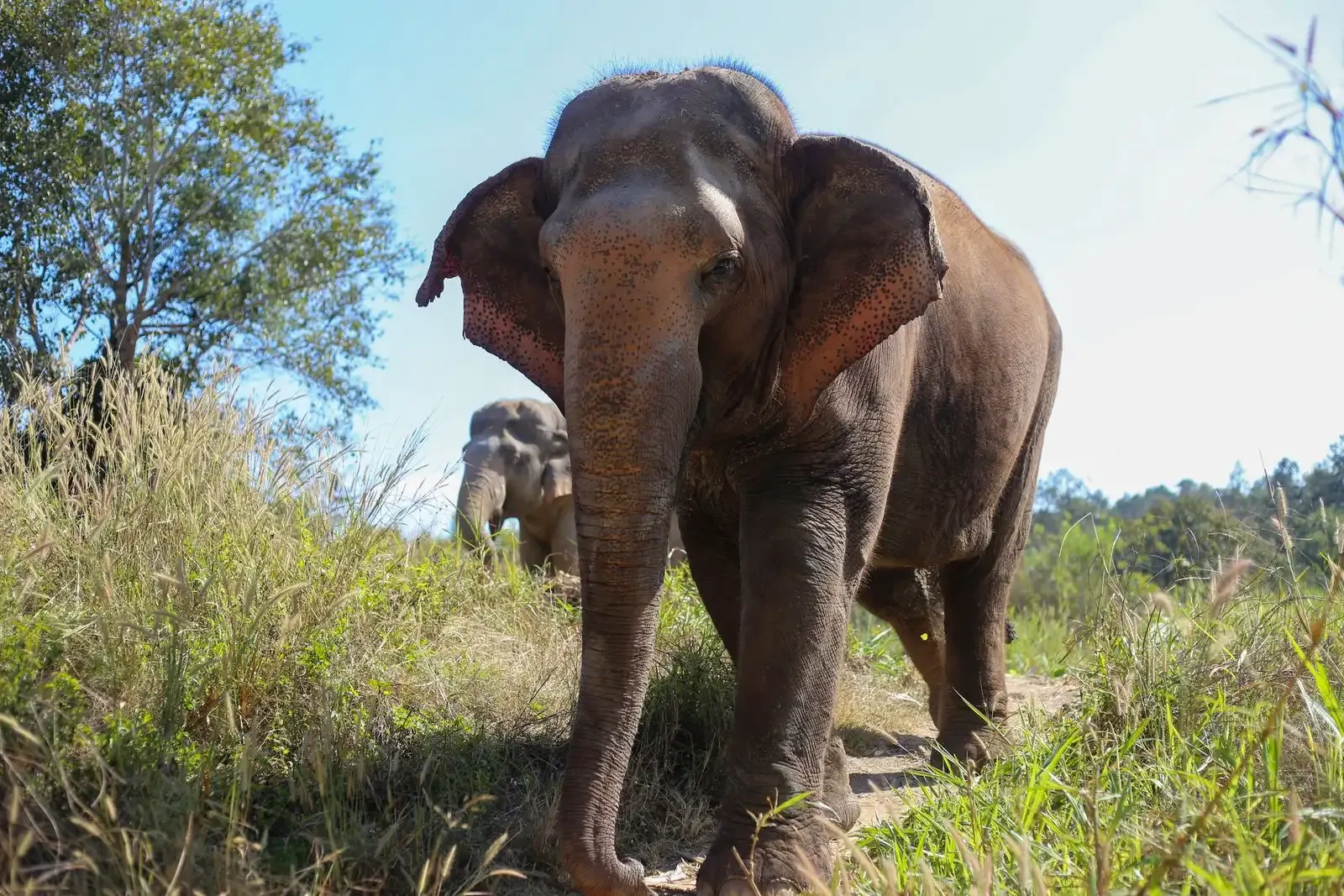 An elephant walking through tall grass under a blue sky