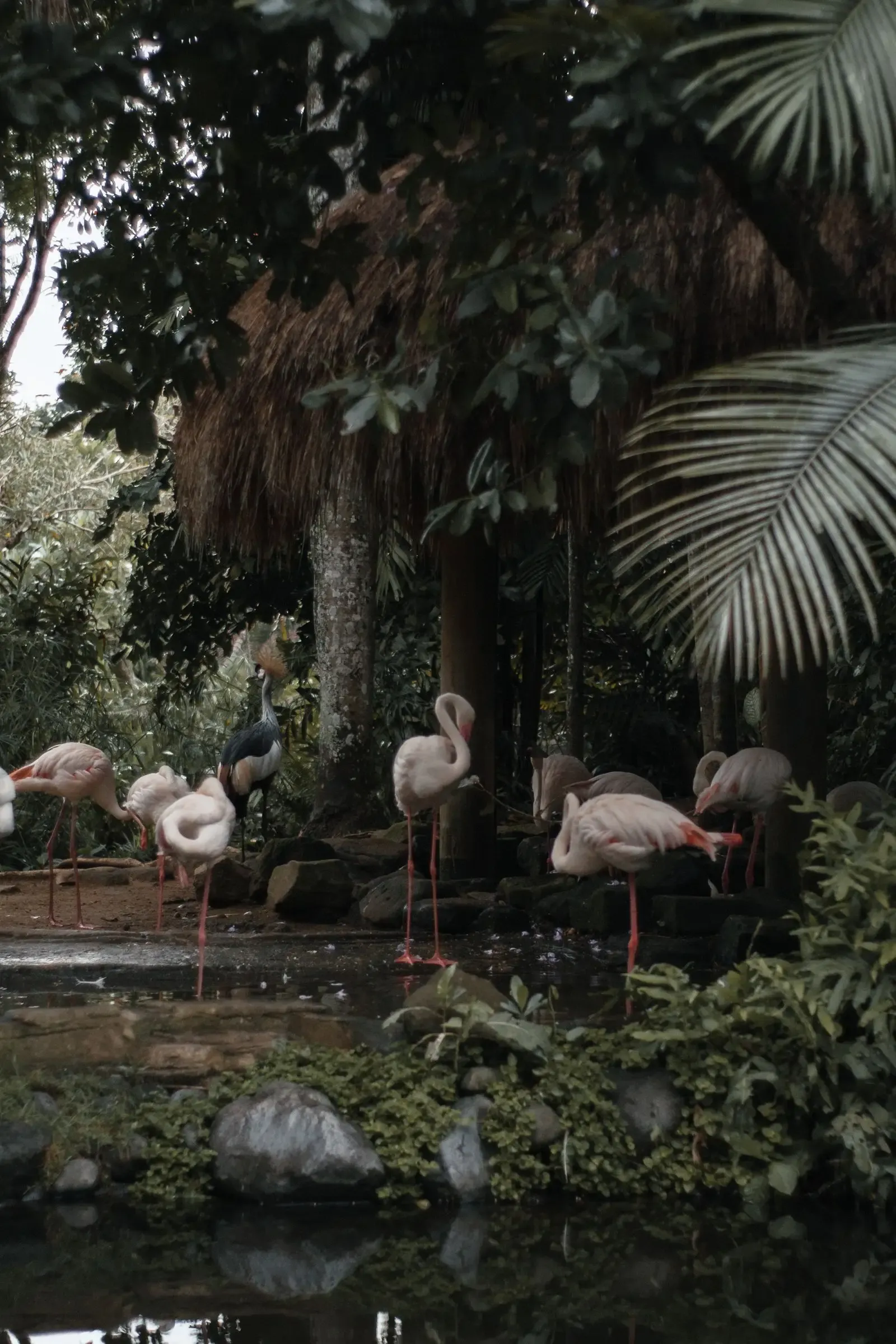 Flamingos beside a dark pond under palm trees